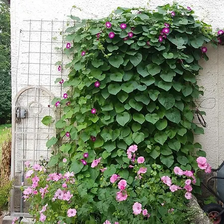 Hesede Hovedgard فندق مبيت وإفطار