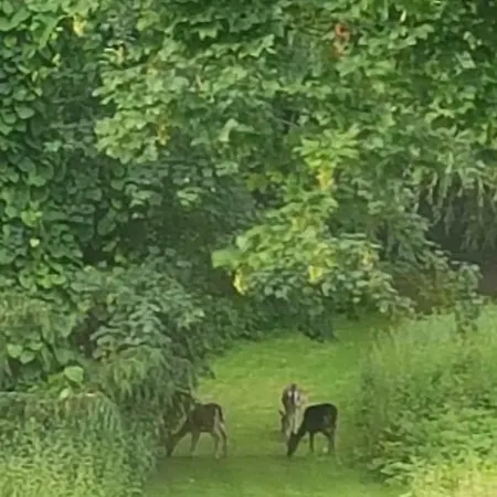 Hesede Hovedgard هاسلف