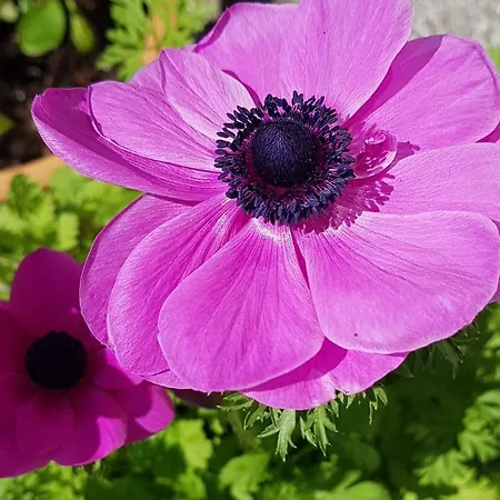 فندق مبيت وإفطار Hesede Hovedgard 3*