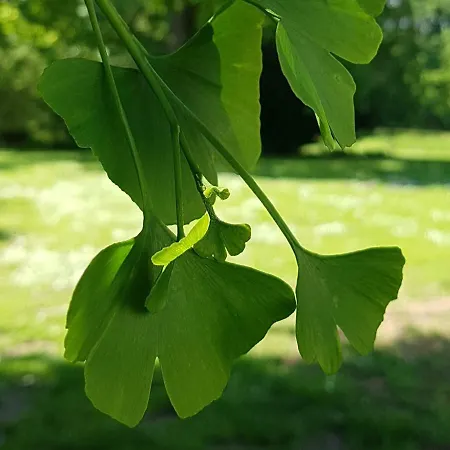 Hesede Hovedgard هاسلف