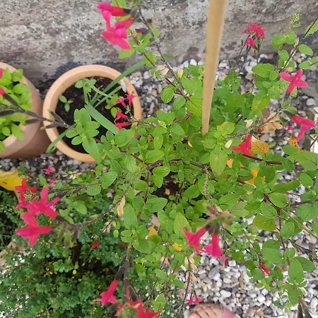 Hesede Hovedgard فندق مبيت وإفطار 3*